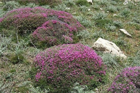 مشکل اکتشافیها با "گون" مشکل اکتشافیها با "گون"