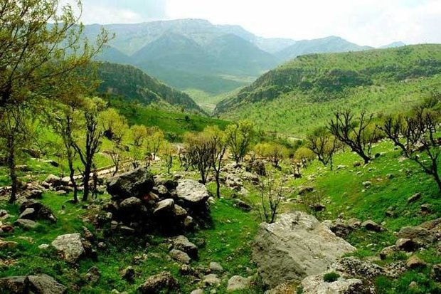 شبی ۳ میلیون درآمد از قاچاق چوب با «شوتی»! / شوتیها هرگز در جاده توقف نمیکنند شبی ۳ میلیون درآمد از قاچاق چوب با «شوتی»! / شوتیها هرگز در جاده توقف نمیکنند