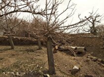 جدال طبیعت با معدن سنگ در روستای جزلان/خشک شدن ۳ هزار درخت
