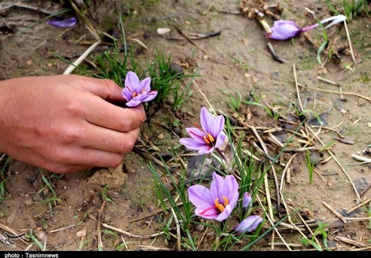 راه اندازی اختیار معامله زعفران نگین با سررسید دی، از شنبه