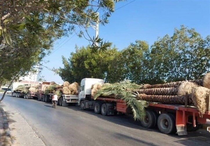 اطلاع رسانی ناقص گمرک درباره نخل‌های صادراتی/ مجوز جعلی علت برگشت خوردن محموله بود