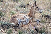 توسعه معدن آلبلاغ چالشی برای منطقه حفاظت شده 