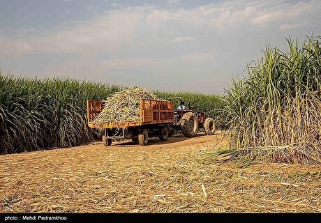 کاهش ۳۰ درصدی مصرف آب در تولید شکر با روش‌های مکانیزه