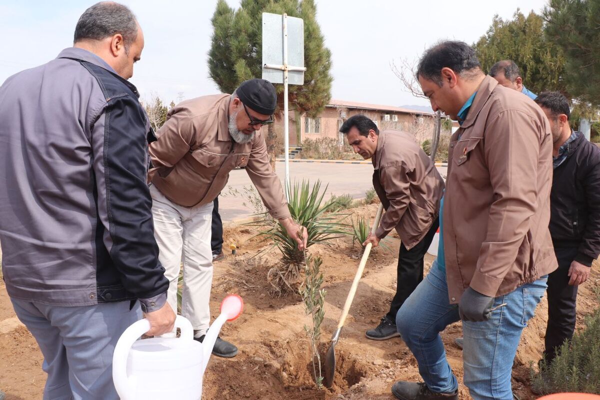 درختکاری، گامی در جهت حفظ محیط زیست