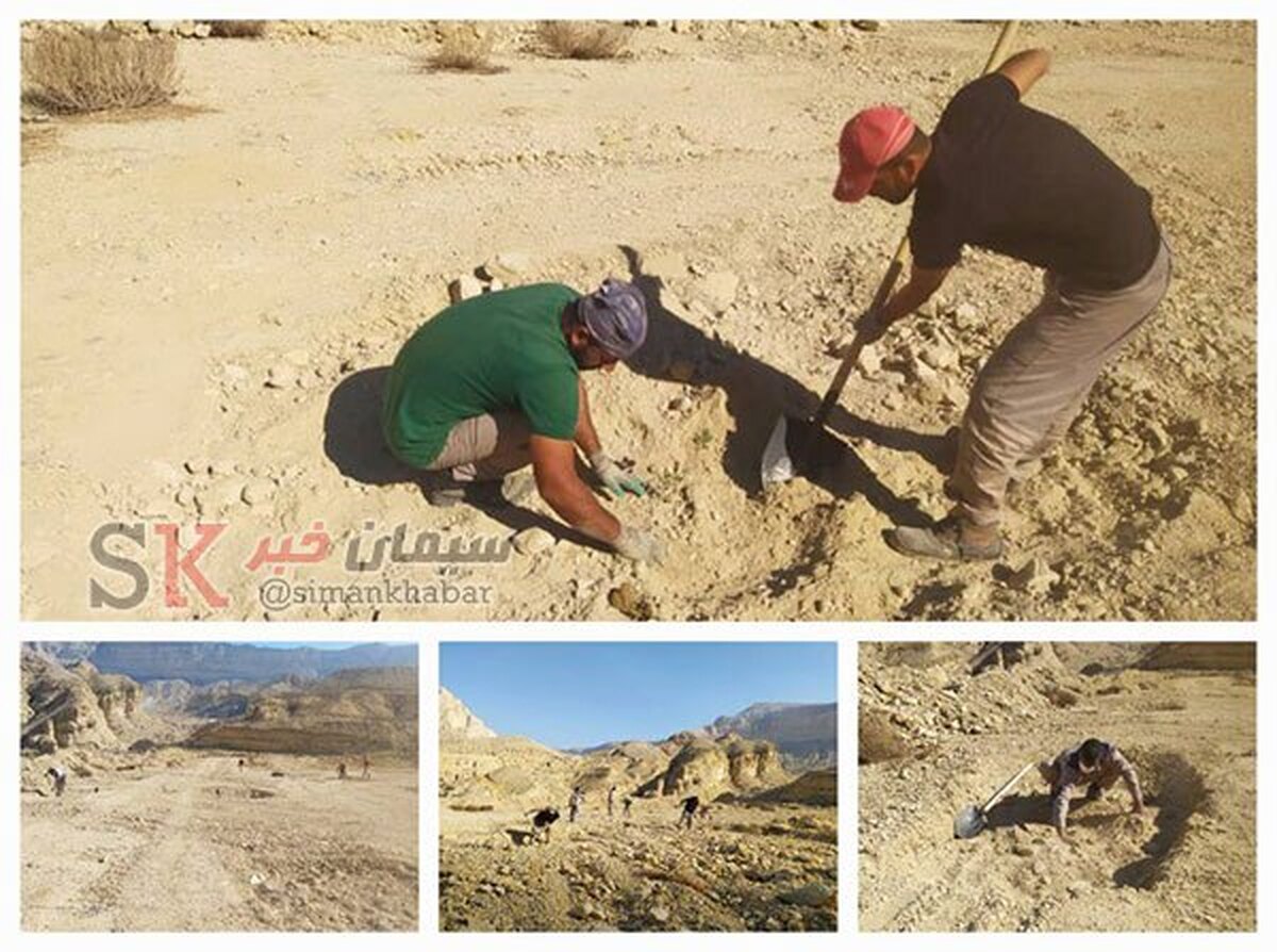 کاشت ۱۰۰ نهال در معدن کارخانه سیمان کنگان به مناسبت سال نو